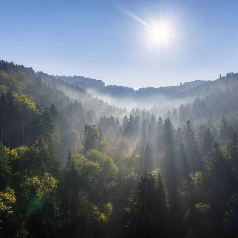 Agriculture et forêt